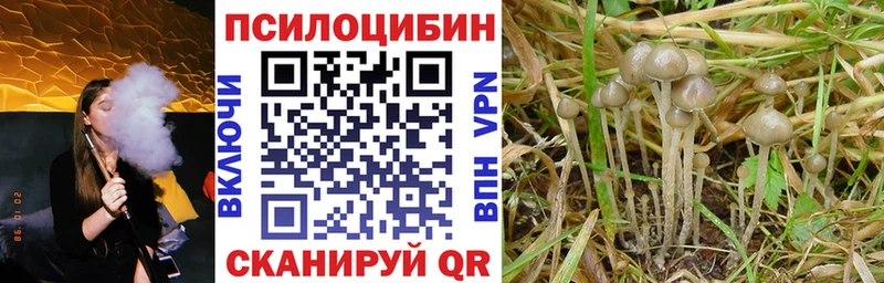 как найти   Купино  Галлюциногенные грибы MAGIC MUSHROOMS 